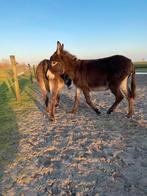 Ezel hengst Melle, Dieren en Toebehoren, Pony's, Hengst, Recreatiepony, 0 tot 2 jaar