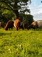 Gezocht Belted Galloway koeien, Dieren en Toebehoren, Runderen, Meerdere dieren