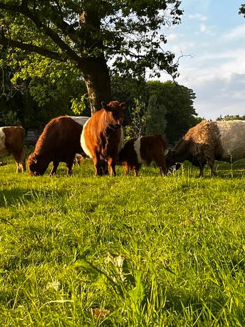 Gezocht Belted Galloway koeien beschikbaar voor biedingen
