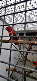 Lori, Dieren en Toebehoren, Meerdere dieren, Parkiet