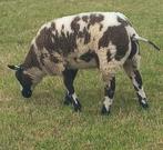 Te koop aangeboden bonte ooi- en ramlammeren., Dieren en Toebehoren, Schapen, Geiten en Varkens, Meerdere dieren, Schaap