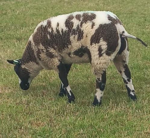 Te koop aangeboden bonte ooi- en ramlammeren., Dieren en Toebehoren, Schapen, Geiten en Varkens, Schaap, Meerdere dieren