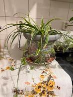 Gratis, Huis en Inrichting, Ophalen