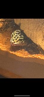 Luipaardgekko met terrarium., Dieren en Toebehoren, Reptielen en Amfibieën | Toebehoren, Ophalen, Zo goed als nieuw, Terrarium of Paludarium