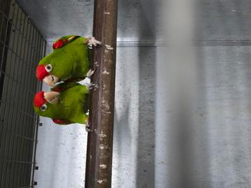 Aratinga wagleri frontata  beschikbaar voor biedingen