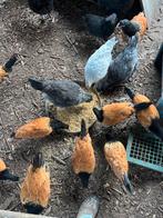 Vorwerk kippen te koop, Dieren en Toebehoren, Meerdere dieren, Kip