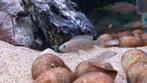 Lamprologus Multifasciatus/ Slakkenhuis Cichlide, Dieren en Toebehoren, Vis
