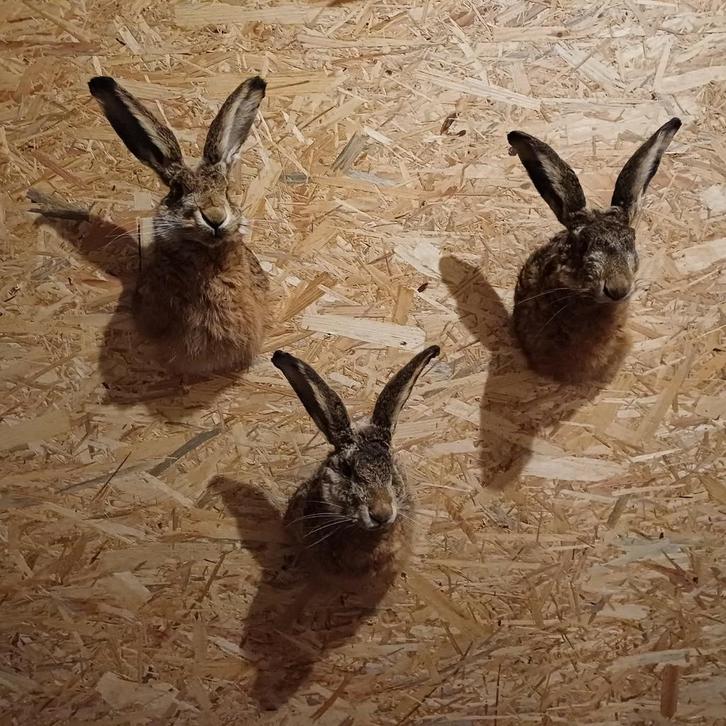 Prachtige hazenkoppen. Taxidermie 185 per stuk, Verzamelen, Dierenverzamelingen, Nieuw, Opgezet dier, Wild dier, Ophalen of Verzenden
