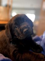 Golden Retriever Labrador pups, Dieren en Toebehoren, Honden | Retrievers, Spaniëls en Waterhonden, Particulier, Meerdere, 8 tot 15 weken
