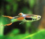 Volwassen endler guppen, guppys, Dieren en Toebehoren, Vissen | Aquariumvissen, Vis, Zoetwatervis