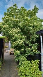 Kornoelje, Tuin en Terras, Planten | Bomen, Ophalen, Zomer, Halfschaduw, Overige soorten