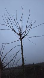 Morus fruitless, Tuin en Terras, Ophalen of Verzenden, Volle zon, Overige soorten, Minder dan 100 cm