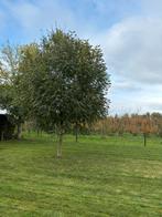 Boom te koop Fraxinus excelsior (es), Tuin en Terras, Planten | Bomen, Ophalen, Overige soorten, 250 tot 400 cm