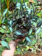 Pellionia Repens Hangplant - Watermeloen Begonia, Huis en Inrichting, Ophalen of Verzenden