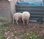 Slacht ram rammen schaap schapen lam, Dieren en Toebehoren, Schapen, Geiten en Varkens, Mannelijk, Schaap