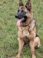 Duitse herder teef keurfok, Dieren en Toebehoren, Honden | Herdershonden en Veedrijvers, 1 tot 2 jaar, Teef, Parvo, Eén hond