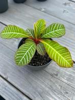 Jonge plantjes Madagascar Jewel, Ophalen, Overige soorten, Halfschaduw, Minder dan 100 cm