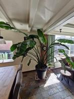 Grote Strelitzia 2,5m, Huis en Inrichting, Ophalen, 200 cm of meer, Palm, In pot