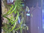 Gratis guppies mix, Dieren en Toebehoren, Vissen | Aquariumvissen, Vis, Zoetwatervis
