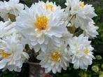 Goedkope kunstbloem dahlia crème-wit - kunstbloemen - boeket, Binnen, 3811JM, Info@rodebeagle.nl, Rode Beagle kunstbloemen