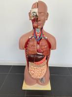 Anatomie model torso met organen, Ophalen, Zo goed als nieuw