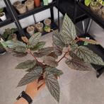 Begonia Benigo Pink ACTIEPRIJS, Ophalen of Verzenden, Halfschaduw, Minder dan 100 cm