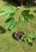 Grote soort Vijgenboom in pot, Ophalen, Minder dan 100 cm, In pot, Vijgenboom