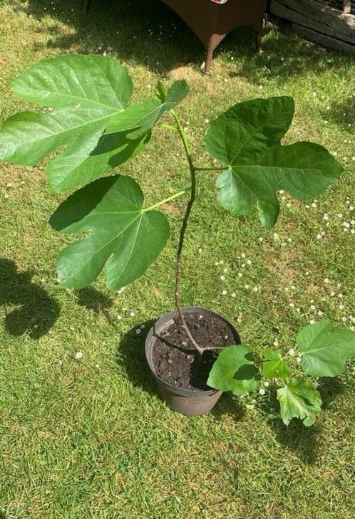 Grote soort Vijgenboom in pot, Tuin en Terras, Planten | Fruitbomen, Vijgenboom, Minder dan 100 cm, In pot, Ophalen