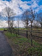 Oude Elstar appelbomen - 2 stuks + 1 twijfelgeval, Overige soorten, Lente, 100 tot 250 cm, Ophalen