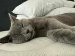 Britsekorthaar 6maanden oud, Dieren en Toebehoren, Kater, 0 tot 2 jaar