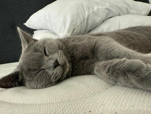 Britsekorthaar 6maanden oud, Dieren en Toebehoren, Katten en Kittens | Overige Katten, Kater, 0 tot 2 jaar