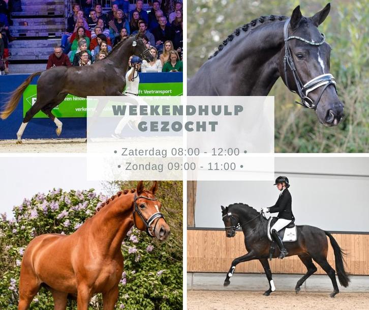 Weekend hulp gezocht !, Diensten en Vakmensen, Dieren | Paarden | Verzorging, Oppas en Les