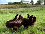 Jonge tamme Rhode Island Red kippen, gesekst en ingeënt, Dieren en Toebehoren, Pluimvee, Vrouwelijk, Kip