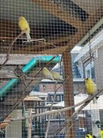 Jonge kanarie s, geringd 15 ,00 euro, Dieren en Toebehoren, Vogels | Kanaries, Geslacht onbekend, Kleurkanarie