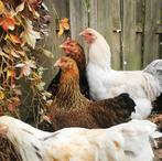 Broedeieren Brahma 12 voor €8,50, Dieren en Toebehoren, Pluimvee, Geslacht onbekend, Kip