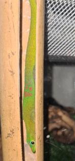 Phelsuma Laticauda 1.0, Dieren en Toebehoren, Reptielen en Amfibieën, Hagedis, 3 tot 6 jaar