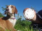Ruby, deze schat uit Srebrenica, zoekt hele lieve baas, Particulier, Rabiës (hondsdolheid), Buitenland, Teef