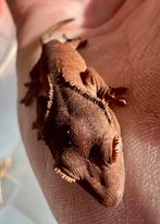 Wimpergekko’s 2025, eventueel met starterset, Dieren en Toebehoren, Reptielen en Amfibieën, Hagedis, 0 tot 2 jaar