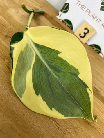 Philodendron Rio Stek #3 beschikbaar voor biedingen
