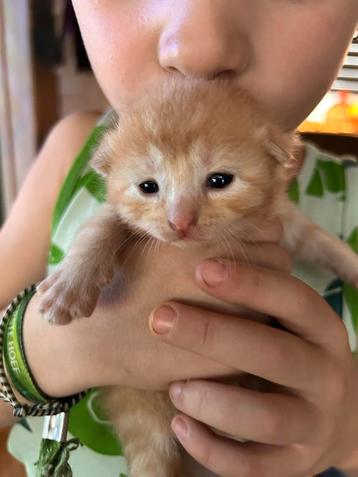 Kittens beschikbaar voor biedingen