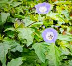 4 nicandra/ zegekruid nog 4 beschikbaar, Ophalen, Zomer, Eenjarig, Volle zon