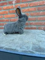 Duitse reuzen, Dieren en Toebehoren, Konijnen, Meerdere dieren, Groot, 0 tot 2 jaar