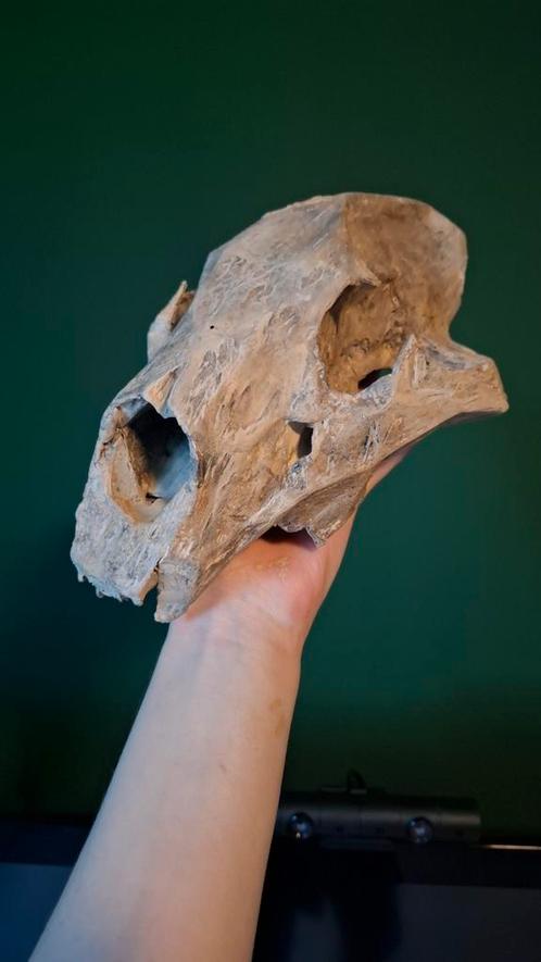 Schedel leeuw sculptuur, Antiek en Kunst, Kunst | Beelden en Houtsnijwerken, Ophalen of Verzenden