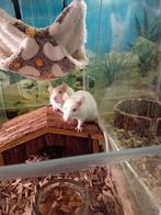 Tamme ratjes, Dieren en Toebehoren, Knaagdieren, Rat, Mannelijk, Tam, September