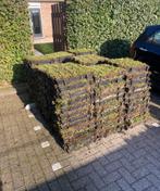 SEDUM GROEN kijk alle foto’s voor de vele mogelijkheden, Ophalen of Verzenden, Overige soorten, Volle zon