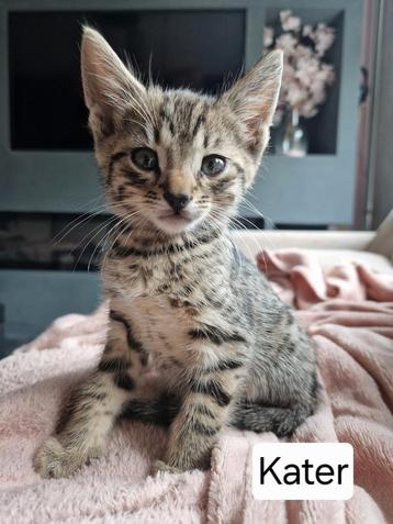 Kittens Bengaal Kruising beschikbaar voor biedingen