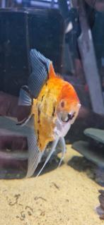 Hele mooie Red Devil man XXL, Vis