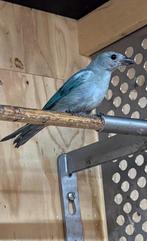 Man blauwgrijze witvleugel tangara traupis episcopus, Dieren en Toebehoren, Vogels | Overige Vogels, Mannelijk, Tropenvogel, Geringd