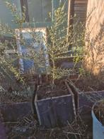 Olijfboompjes in houten bakken, Tuin en Terras, Ophalen, Volle zon, Overige soorten