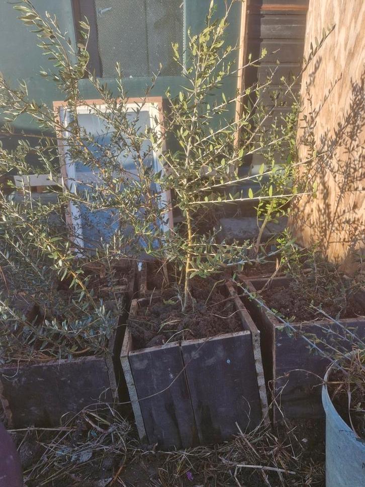 Olijfboompjes in houten bakken, Tuin en Terras, Planten | Bomen, Overige soorten, Volle zon, Ophalen
